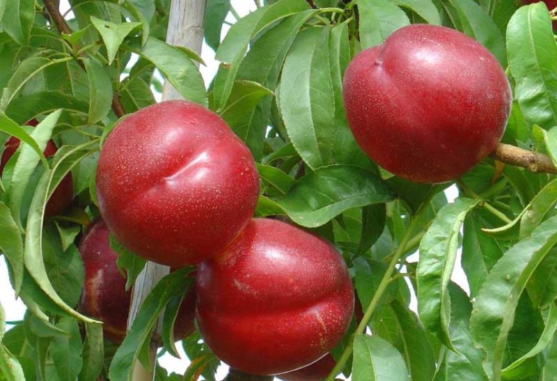 frutas de hueso