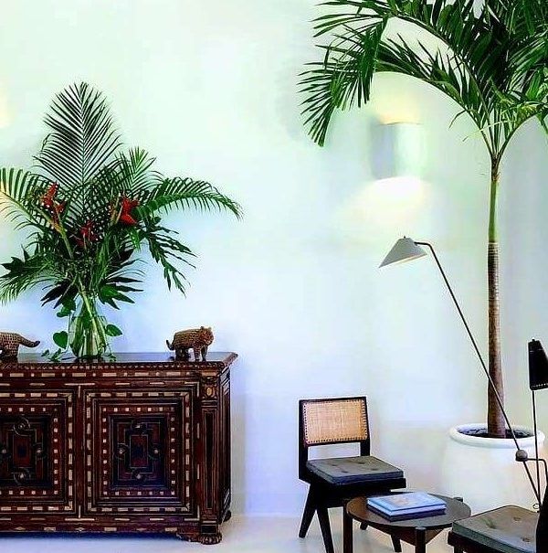 palmeras en hogar