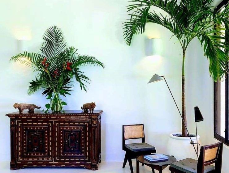 palmeras en hogar