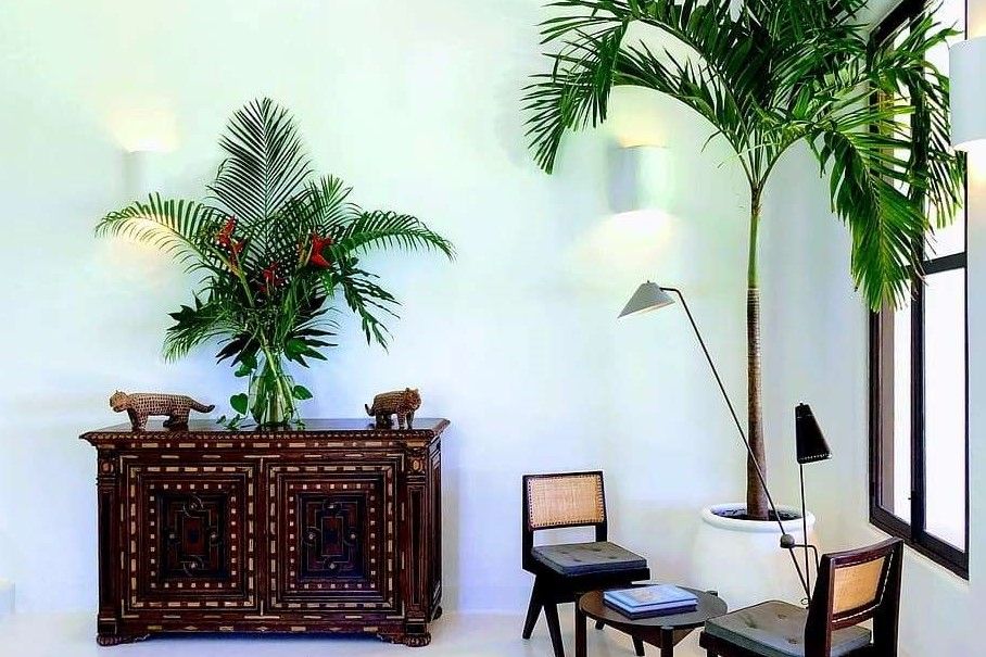 palmeras en hogar