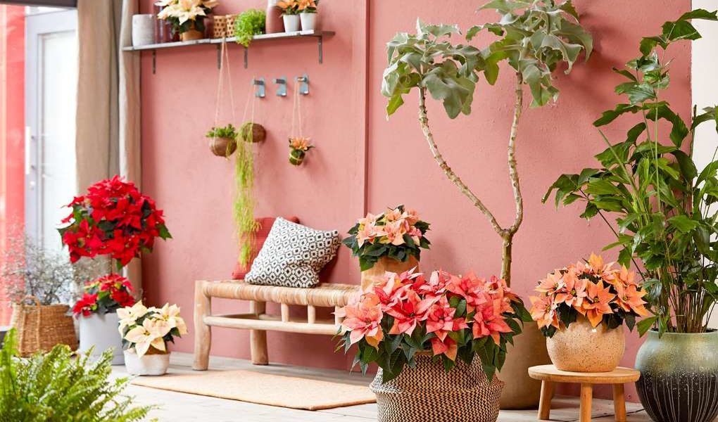 poinsettia