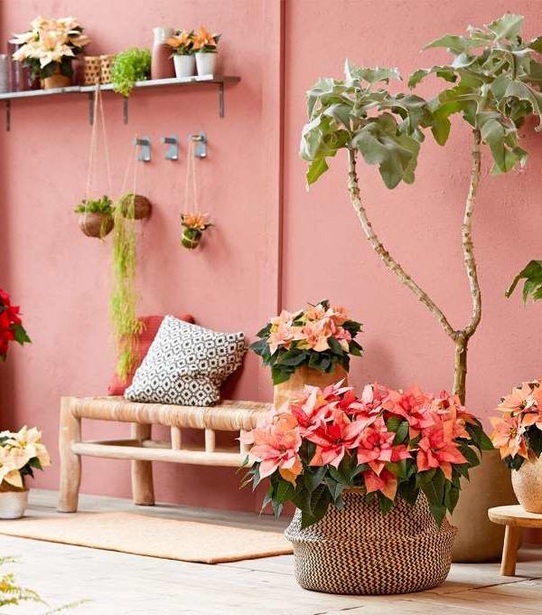 poinsettia