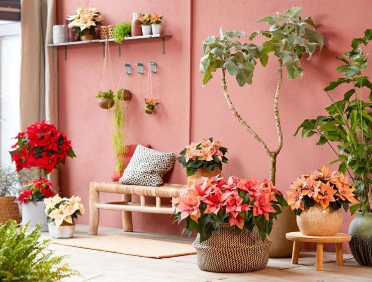poinsettia