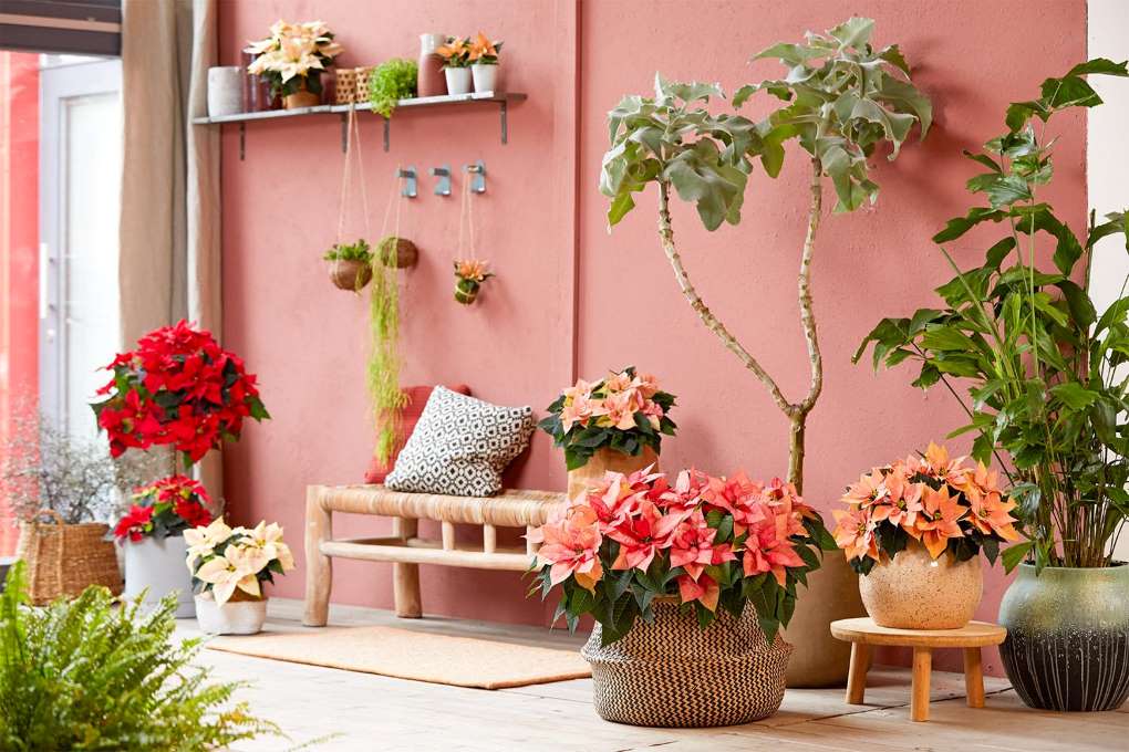 poinsettia