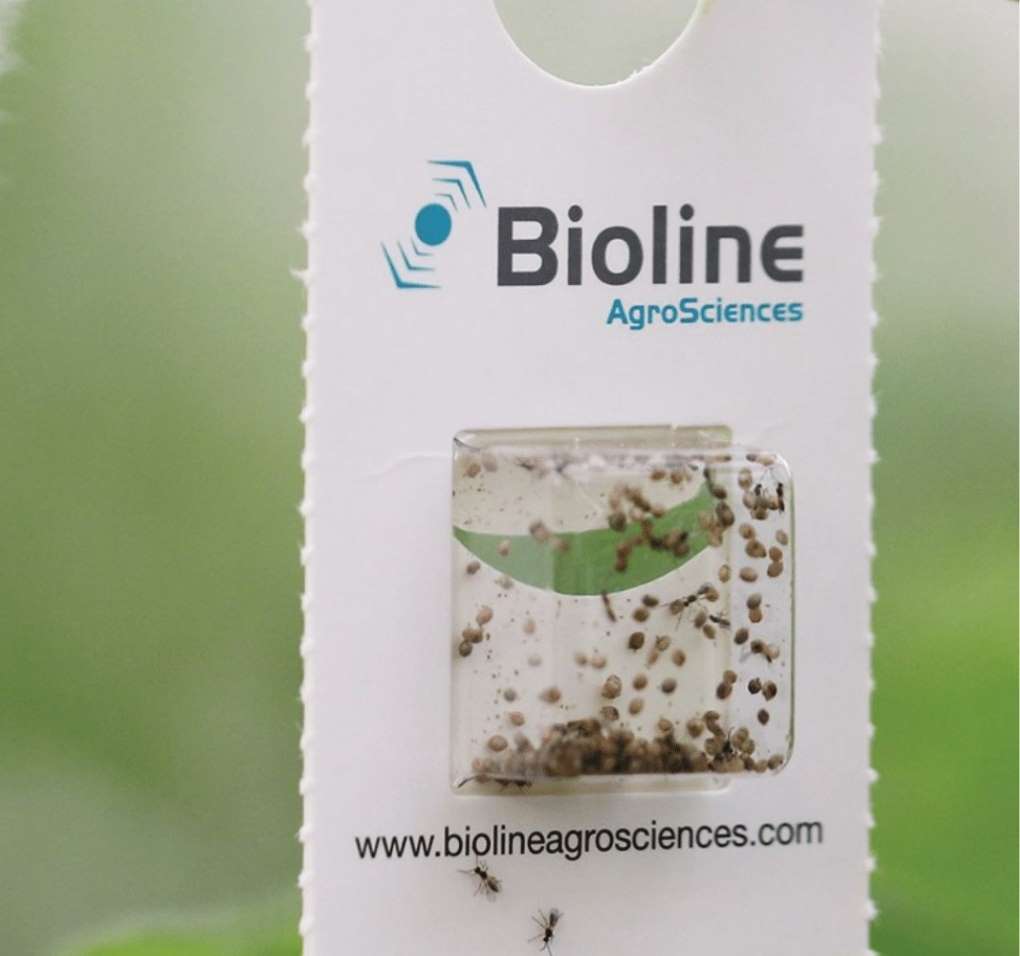 Bioline Suelta