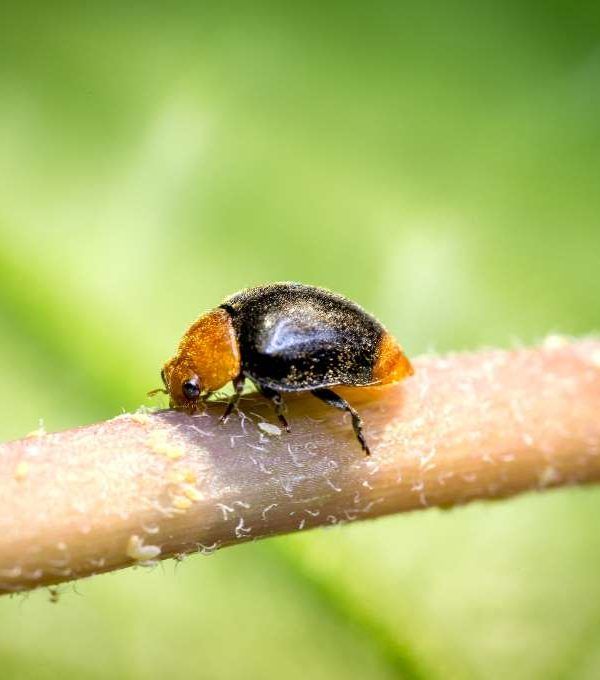CRYPTOBUG