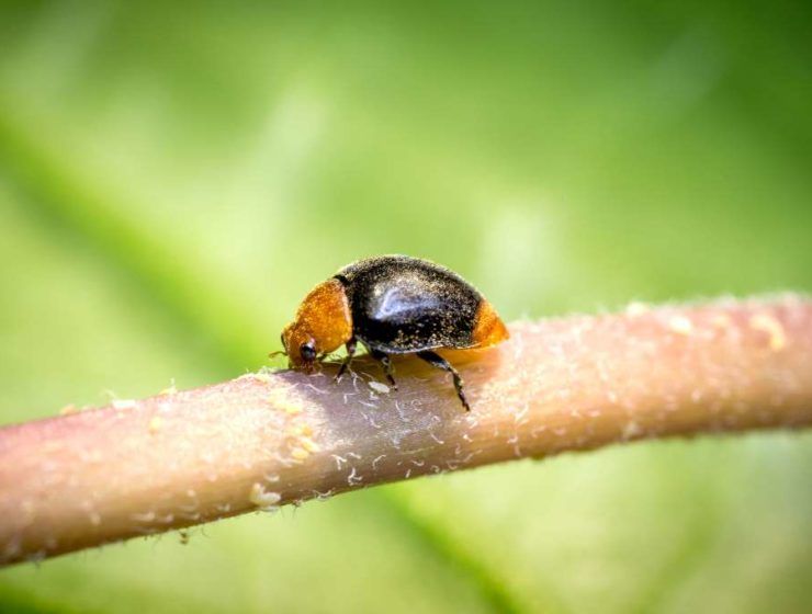 CRYPTOBUG