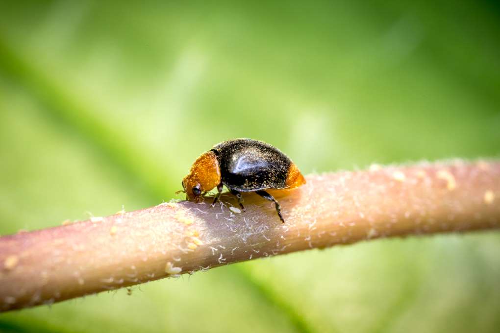 CRYPTOBUG