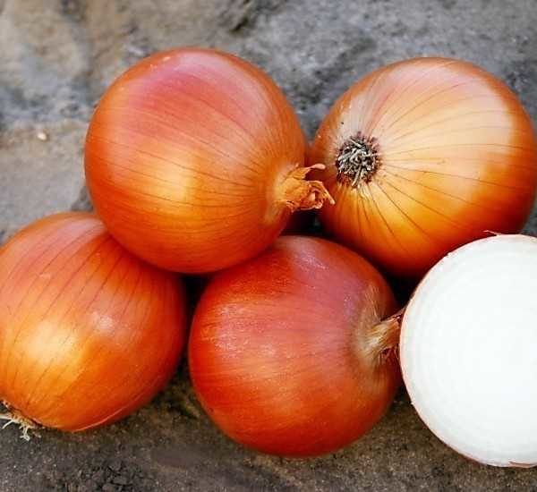 Cebolla
