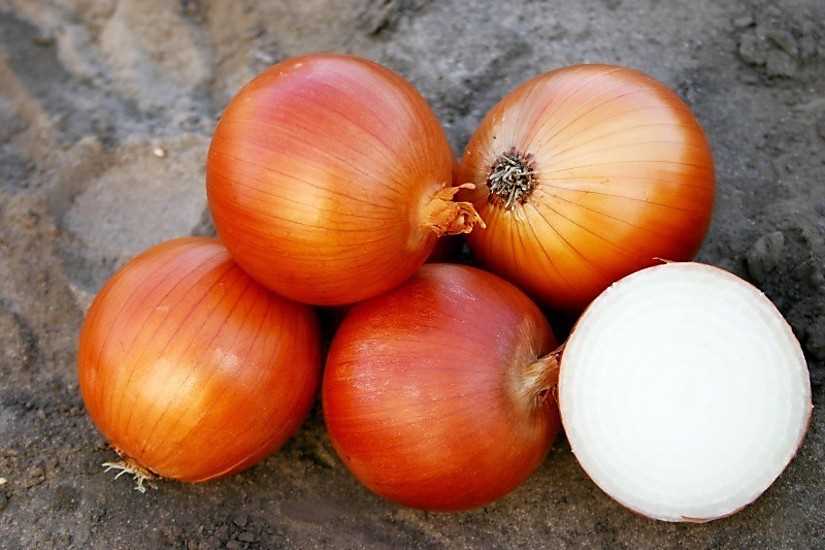 Cebolla