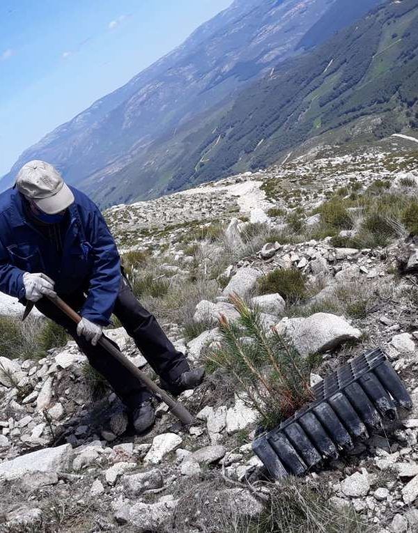REFORESTACION Sierra de Gredos - Proyecta Ingenio 2 (3)