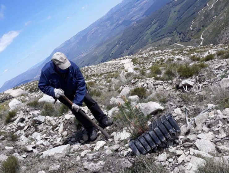 REFORESTACION Sierra de Gredos - Proyecta Ingenio 2 (3)