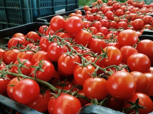Tomate-en-caja