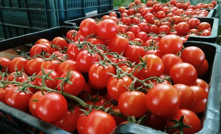 Tomate-en-caja