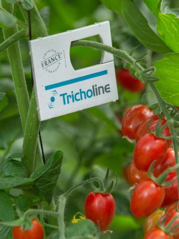 Tricholine