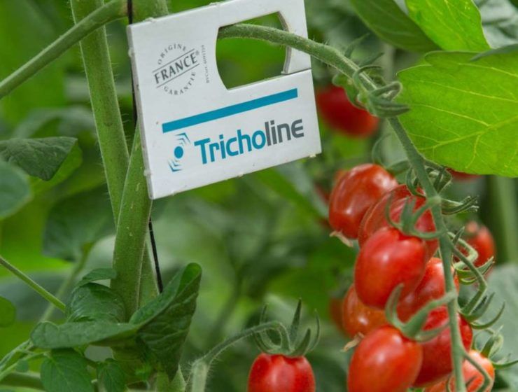 Tricholine