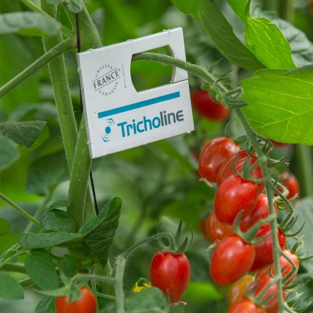 Tricholine