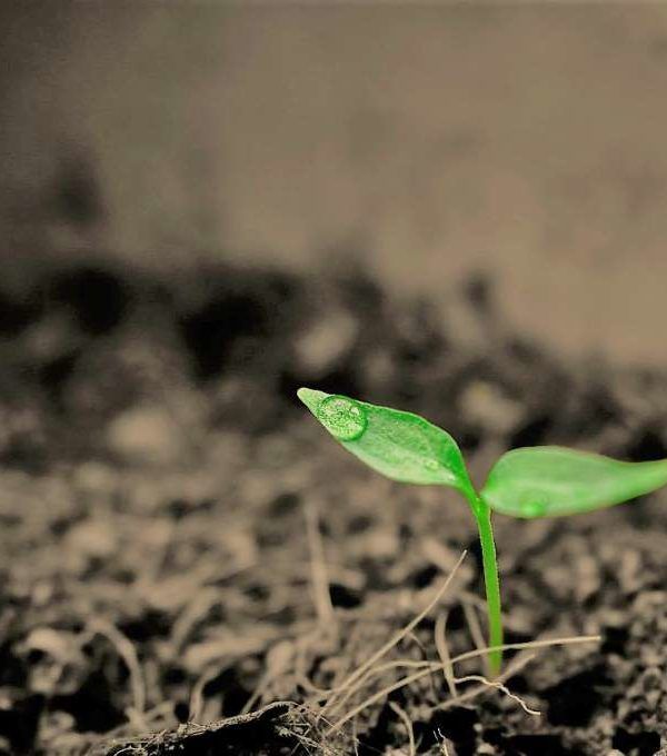 agricultura verde