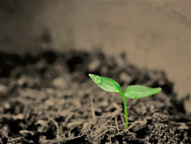 agricultura verde
