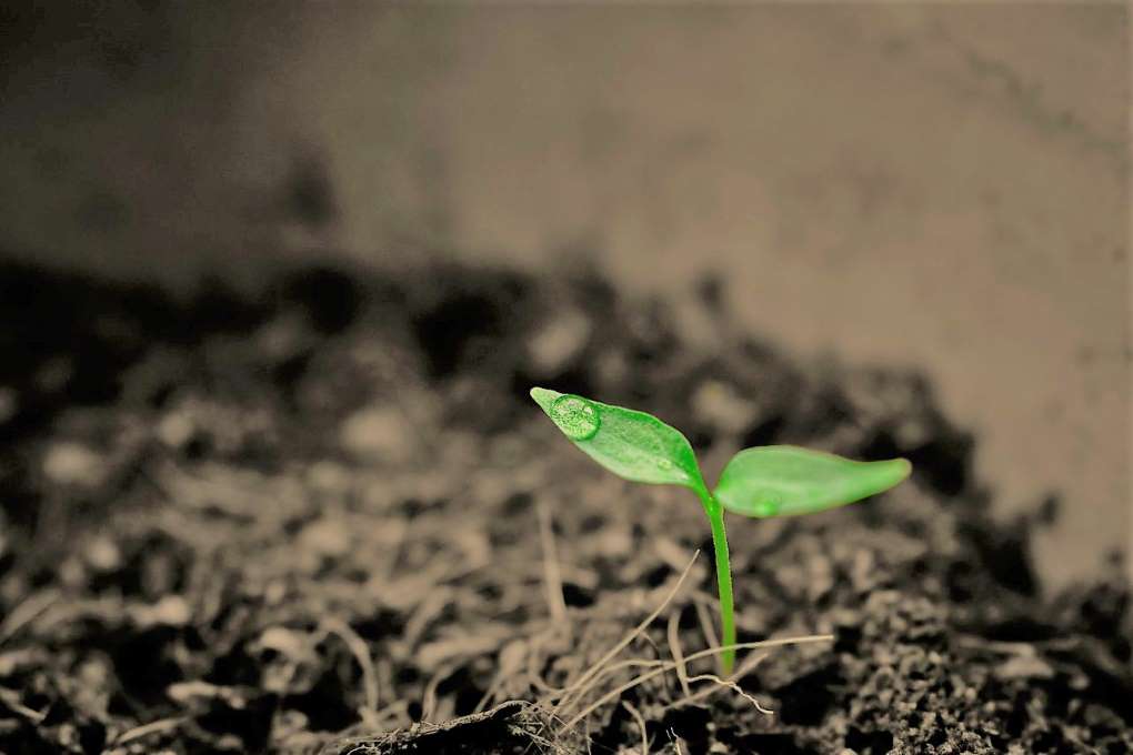 agricultura verde
