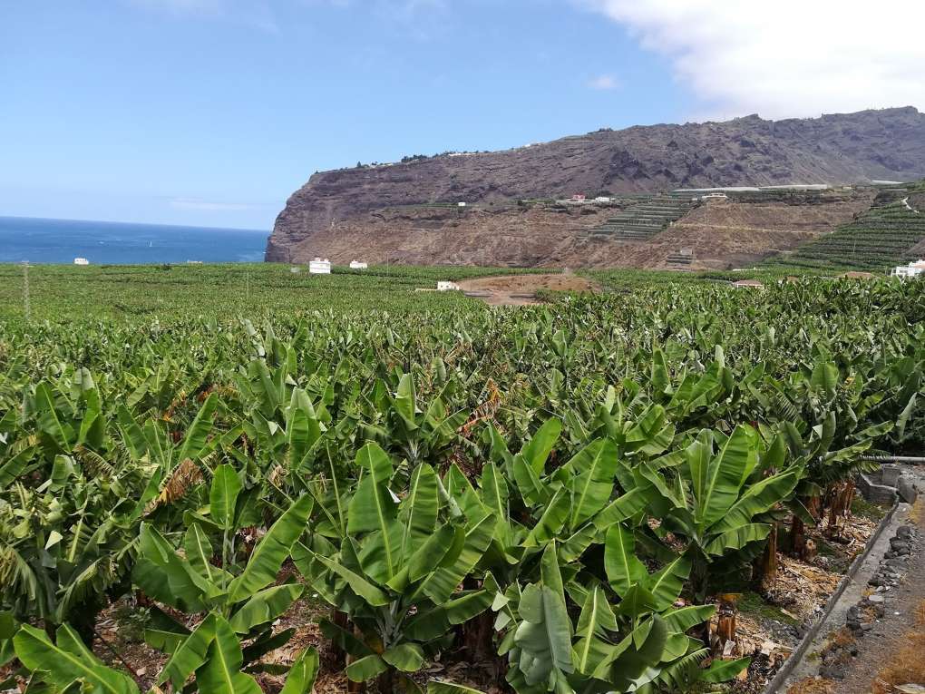 agrocolor en La Palma