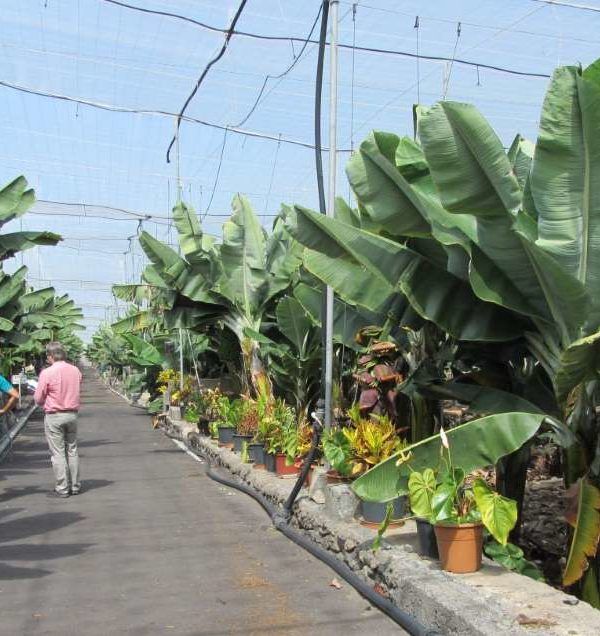 agrocolor en La Palma