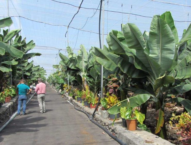 agrocolor en La Palma