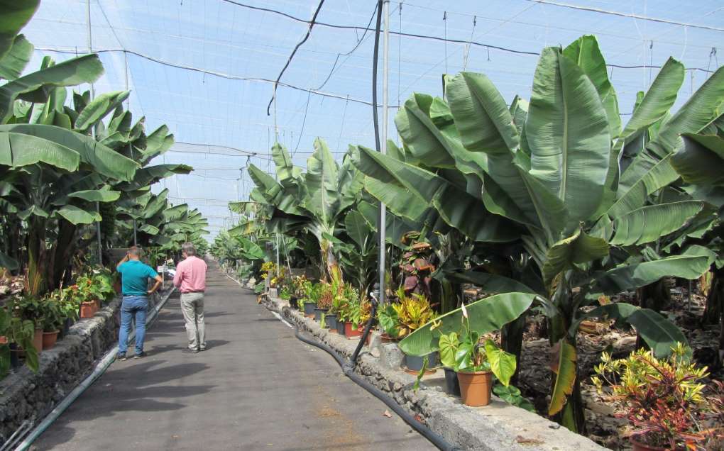 agrocolor en La Palma