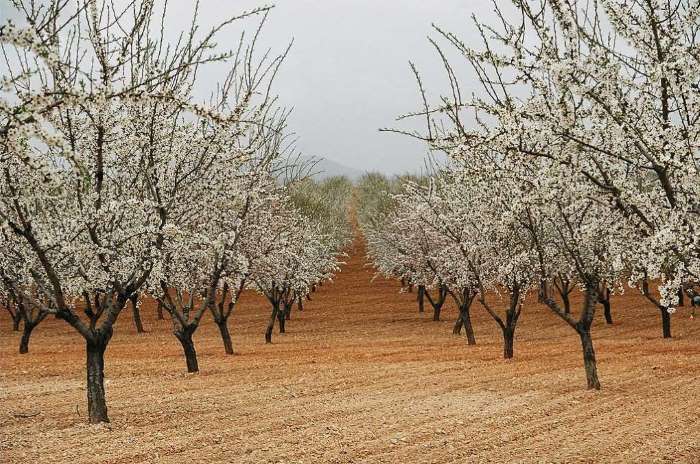 almendros