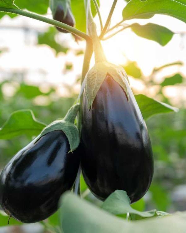 berenjena