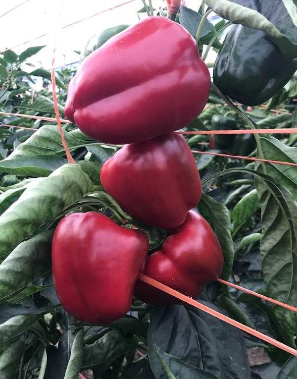 coloraciónm pimiento