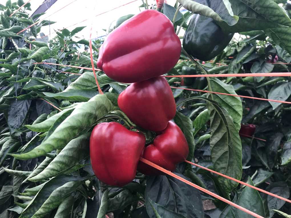 coloraciónm pimiento