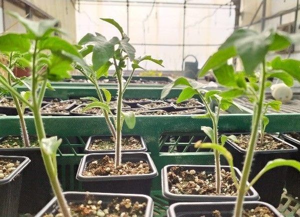 cultivos_de_melon_y_tomate_con_extractos_de_microalgas