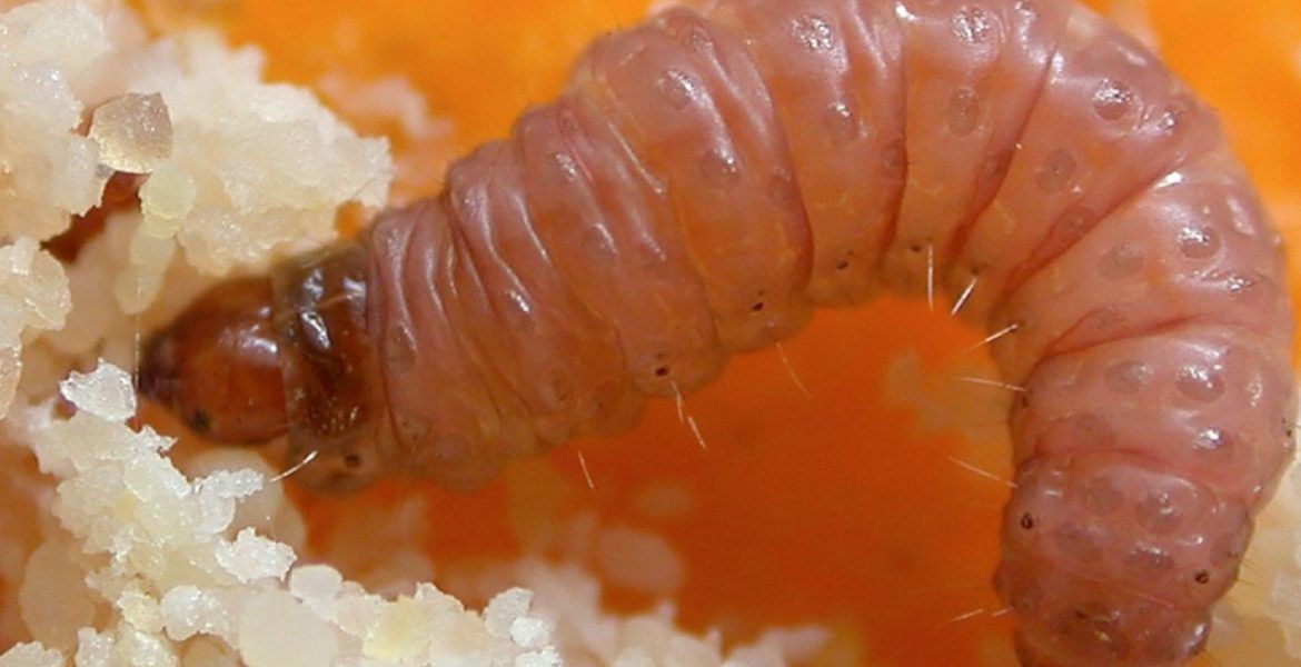 gusano cítricos