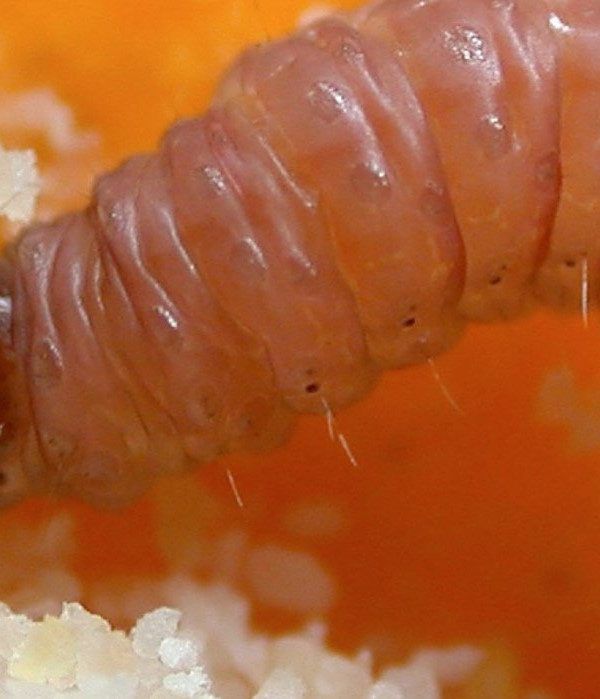 gusano cítricos