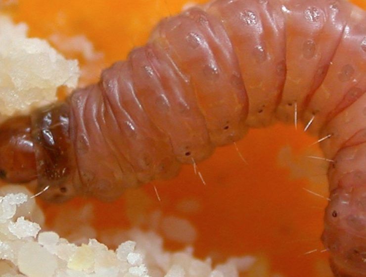 gusano cítricos