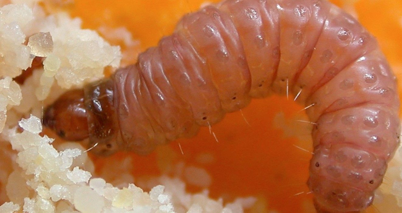 gusano cítricos