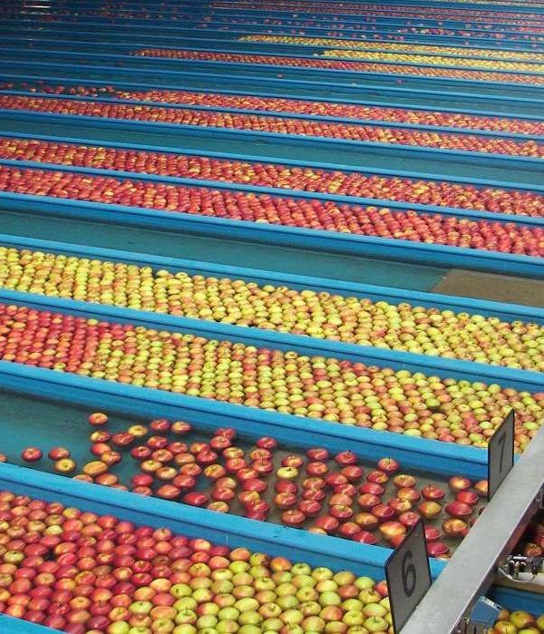 lavado de manzanas