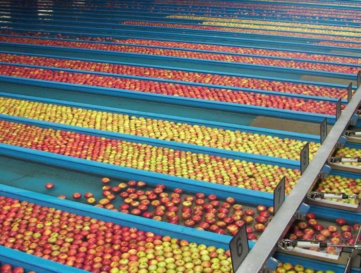 lavado de manzanas