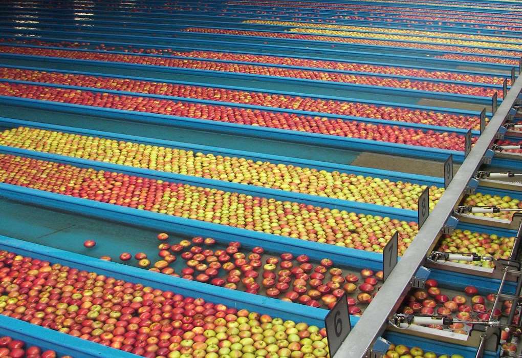 lavado de manzanas