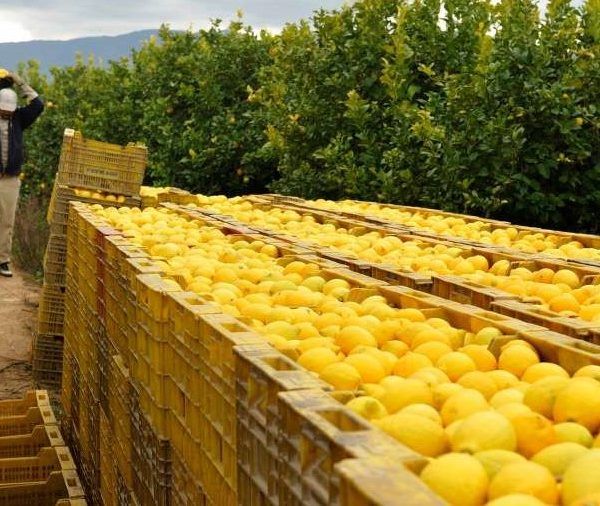 limones
