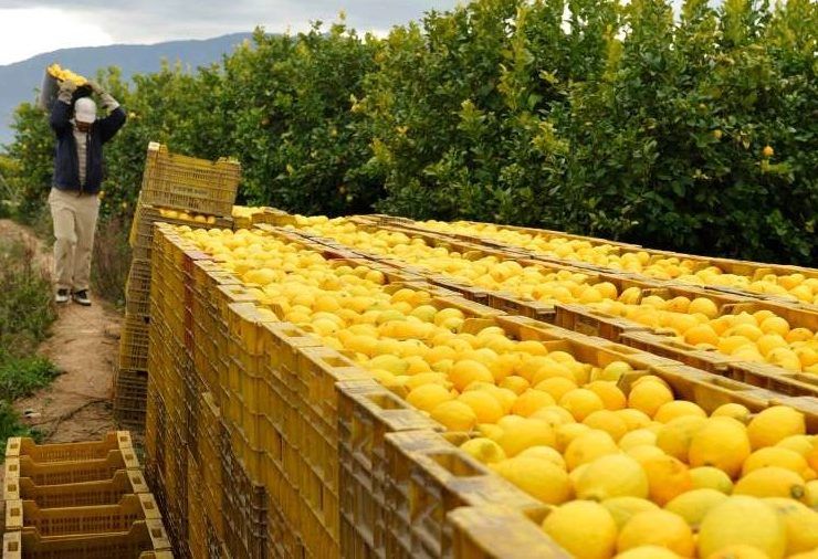 limones