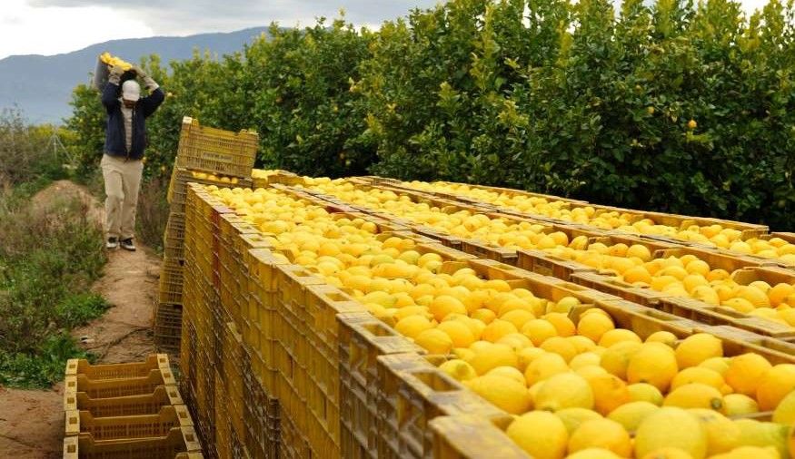 limones