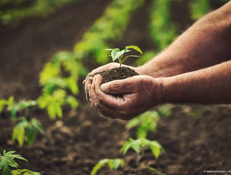 mano agricultor