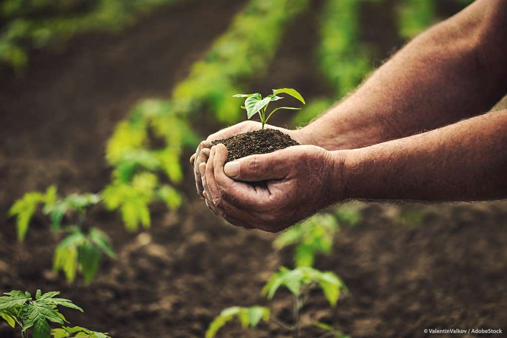mano agricultor