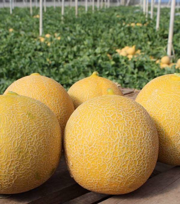 melón fito