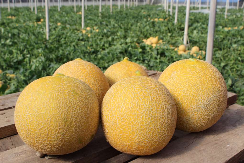 melón fito