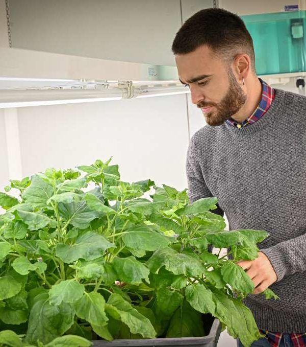 plantas feromonas