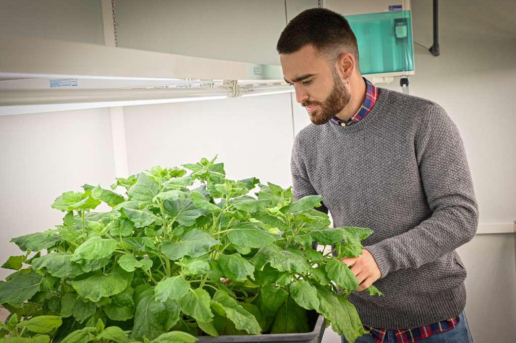 plantas feromonas