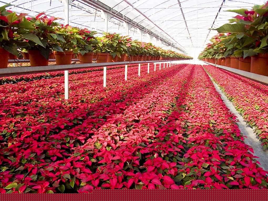 poinsettia